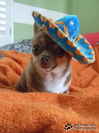 ������� � �������� ;)