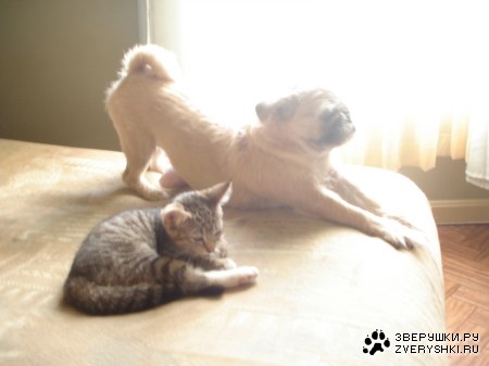 ������ :)