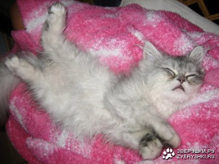 �������������� ���� (13 ����)