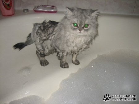 �������������� ���� (13 ����)