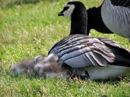 ����� ������� :)