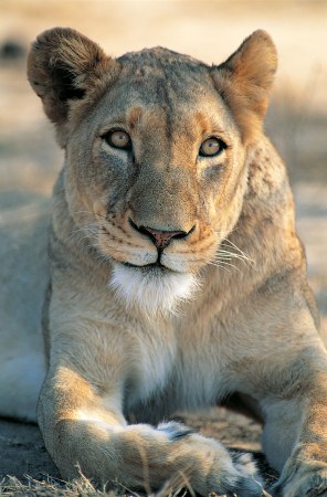 ����� ����� (19 ����)