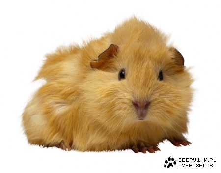 ������ �������� (17 ����)