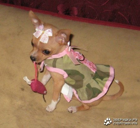 ������ ������� ;)