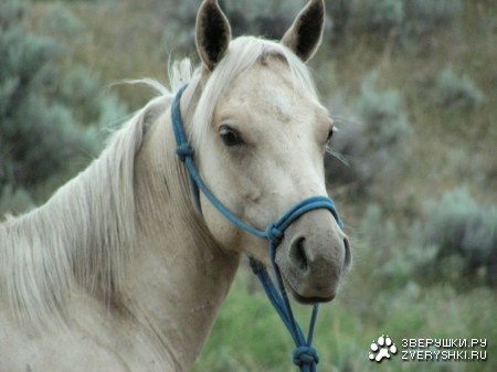 ������ (12 ����������)