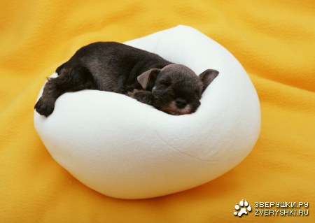 ������� (24 ����������)