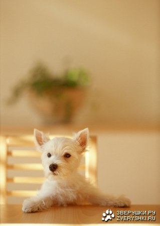 ������� (24 ����������)