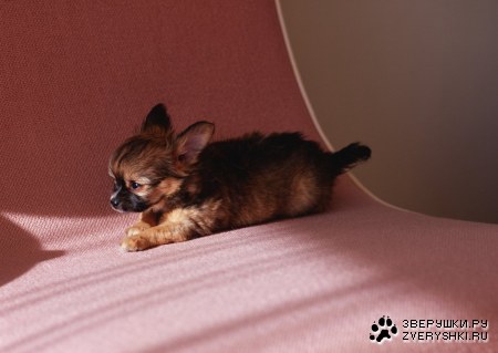 ������� (24 ����������)