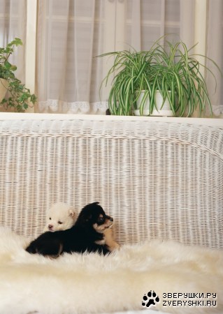 ������� (24 ����������)