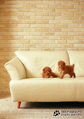 ������� (24 ����������)