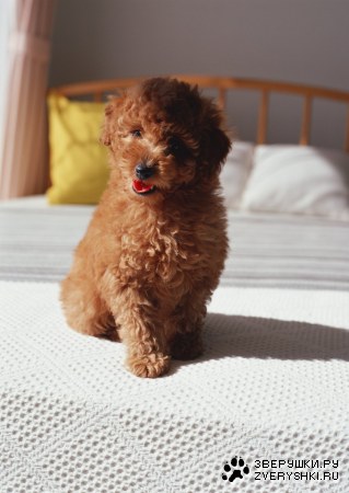 ������� (24 ����������)