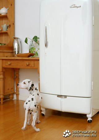 ������� (24 ����������)