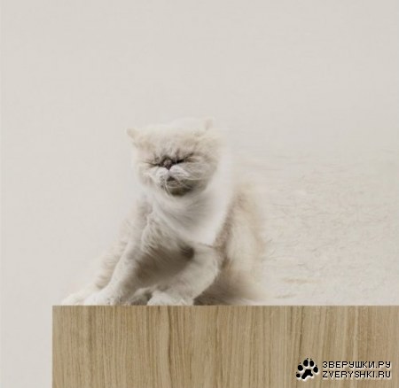 �������� ����� �� Martin_juul