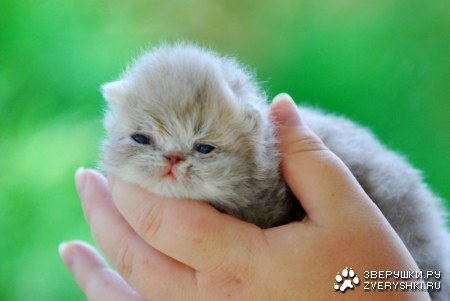 ��������� �������� ������� (12 ����)