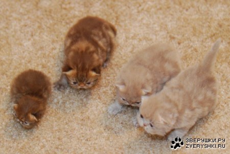 ��������� �������� ������� (12 ����)