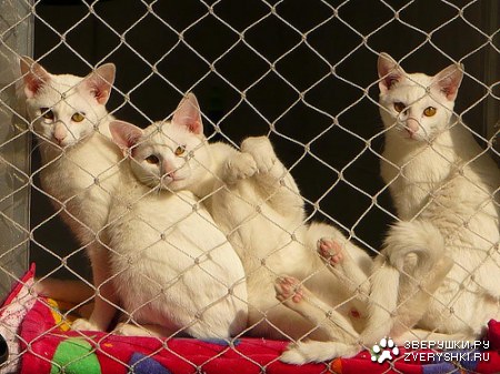 ����� �� ��������...