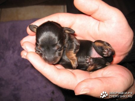 ������� :)