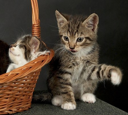 ����������, ����� ������! :)