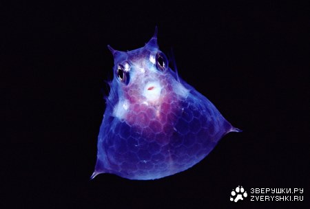 �������� ����� ;)