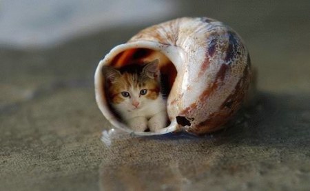 � ������ :)