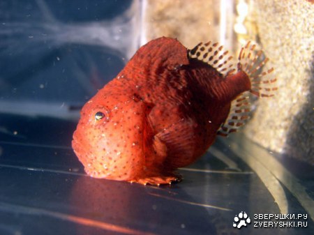 ����� ��������� :)