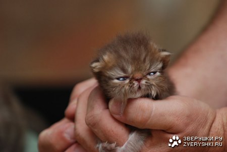 ����� ������� (6 ����)