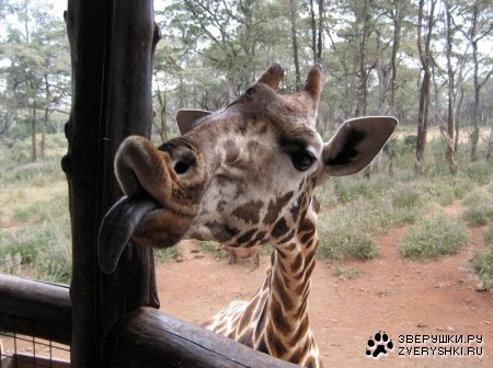 ��� ����� ��� � ���� ������� ���� ;)