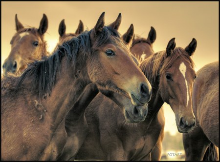 �������� ���������� ������� (9 ����)