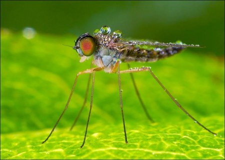 ���������� ��������� �� Peter Garvanovi�