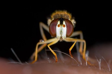 ���������� ��������� �� Peter Garvanovi�