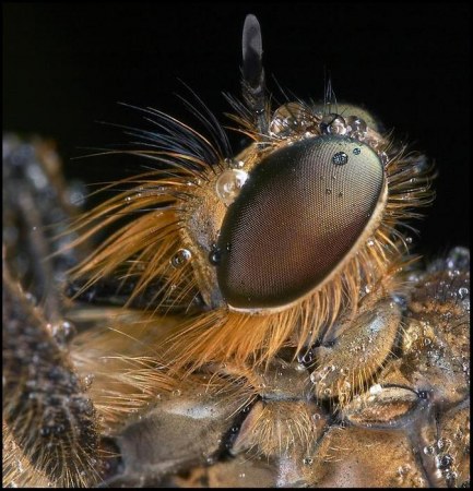 ���������� ��������� �� Peter Garvanovi�