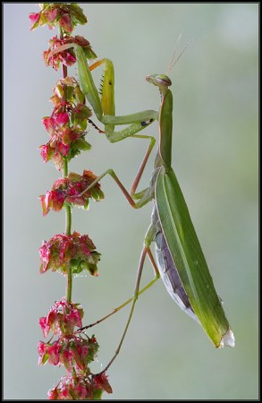 ���������� ��������� �� Peter Garvanovi�