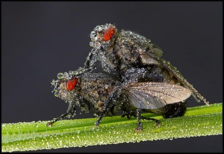 ���������� ��������� �� Peter Garvanovi�