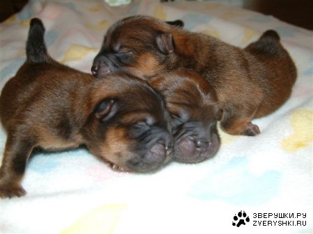 ������ :)