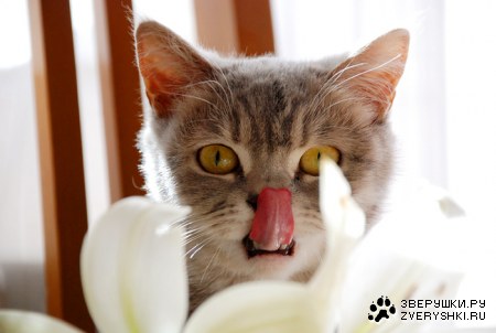 � ������ ;)