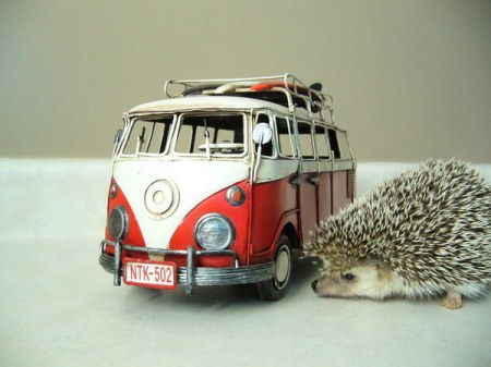 �������� (9 ����������)