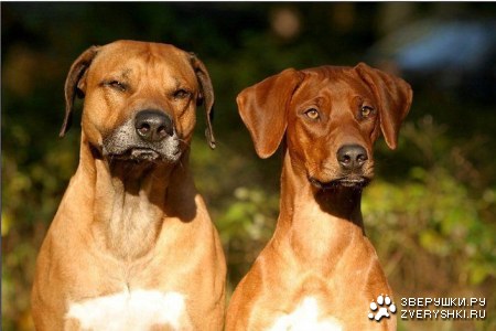 ������� :)