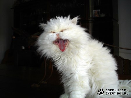 ������� ����� :)