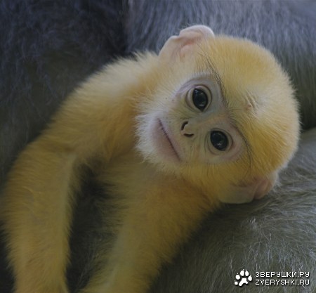 ��������� (8 ����������)