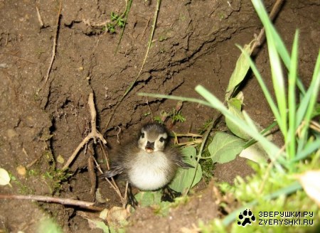 ��������� :)