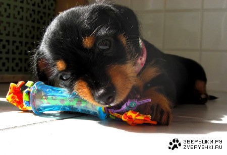 ������, � ����������? :)