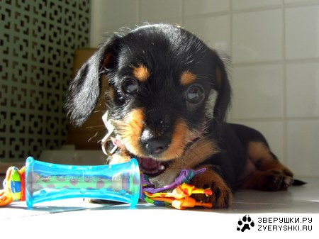 ������, � ����������? :)