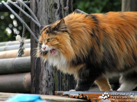 ��� ��� �������?! ;)