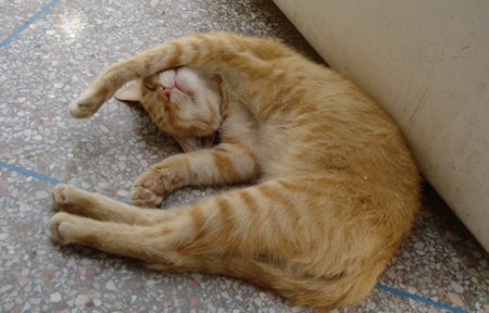 ������������ ���� (6 ����������)