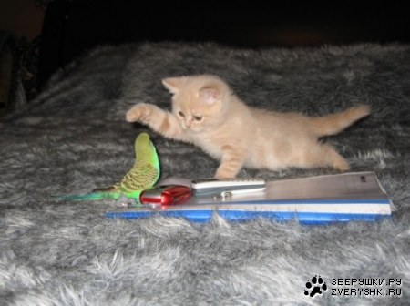 ��������� ������ (6 ����)