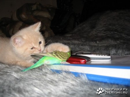 ��������� ������ (6 ����)