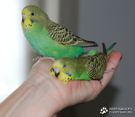 ���� ���� ����, ������ �� �����! :)