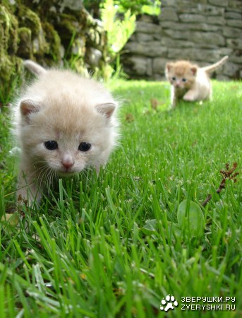 ������� (7 ����������)