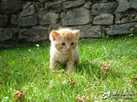 ������� (7 ����������)