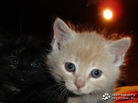 ������� (7 ����������)